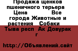 Продажа щенков пшеничного терьера › Цена ­ 30 000 - Все города Животные и растения » Собаки   . Тыва респ.,Ак-Довурак г.